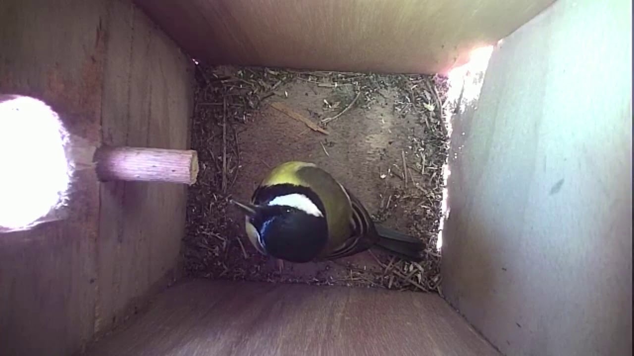 Read more about the article Nestbox-2 26.02.19 Highlights