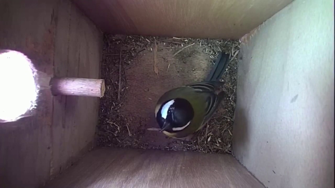 Read more about the article Nestbox-2 27.02.18 Highlights