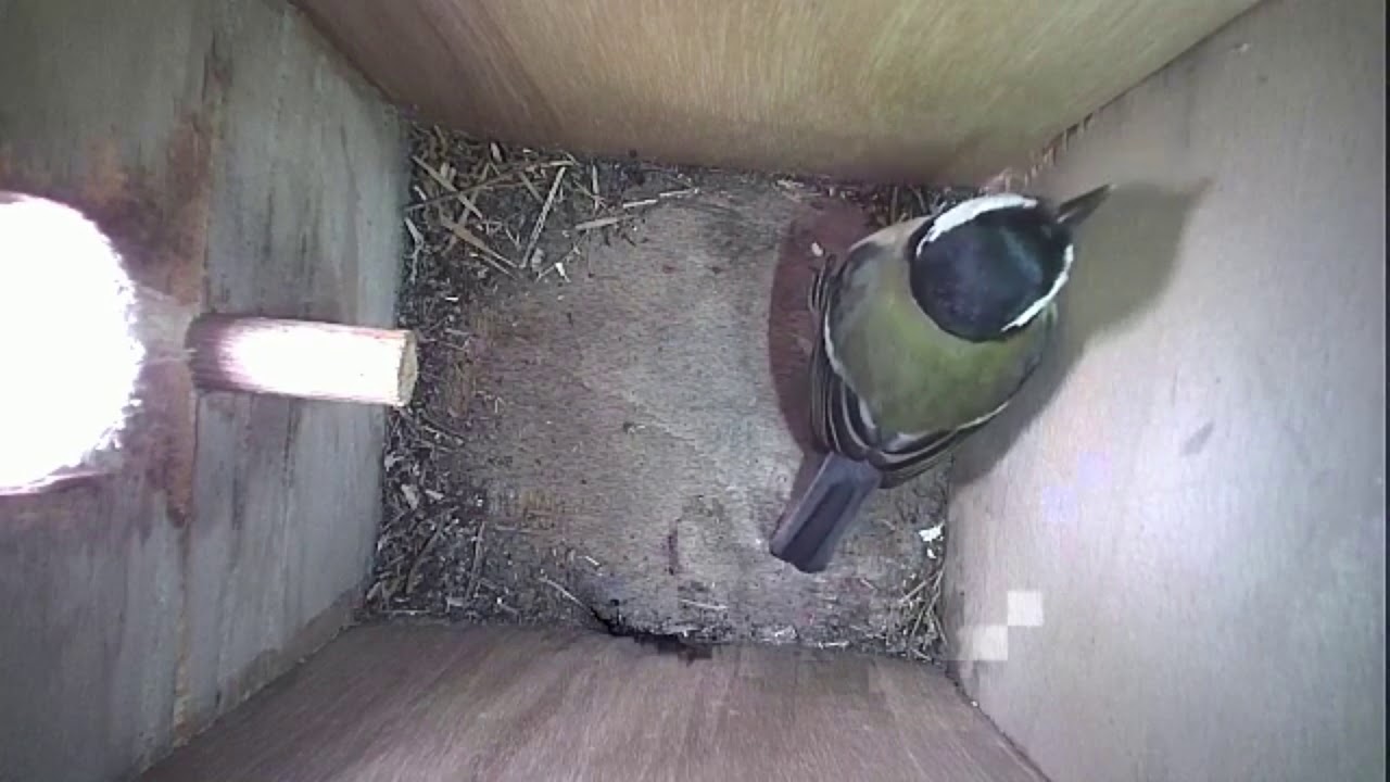 Read more about the article Nestbox-2 27.03.19 Highlights