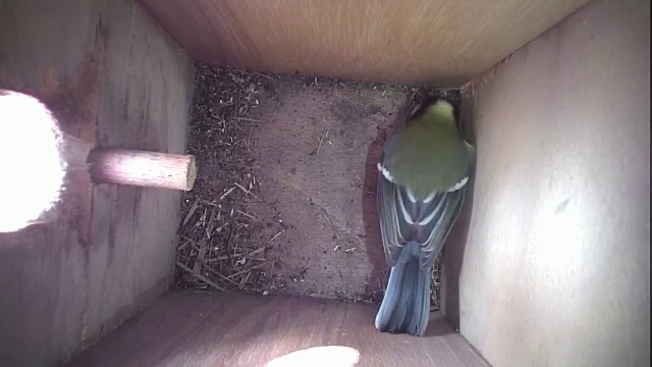Read more about the article Nestbox-2 28.03.19 Highlights