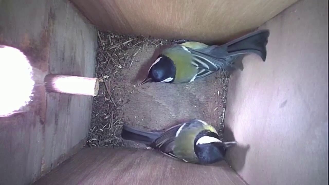Read more about the article Nestbox-2 30.03.19 Highlights