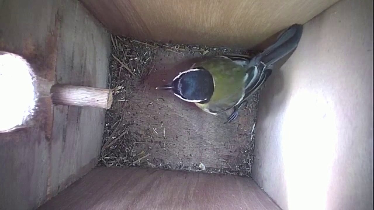 Read more about the article Nestbox-2 31.03.19 Highlights