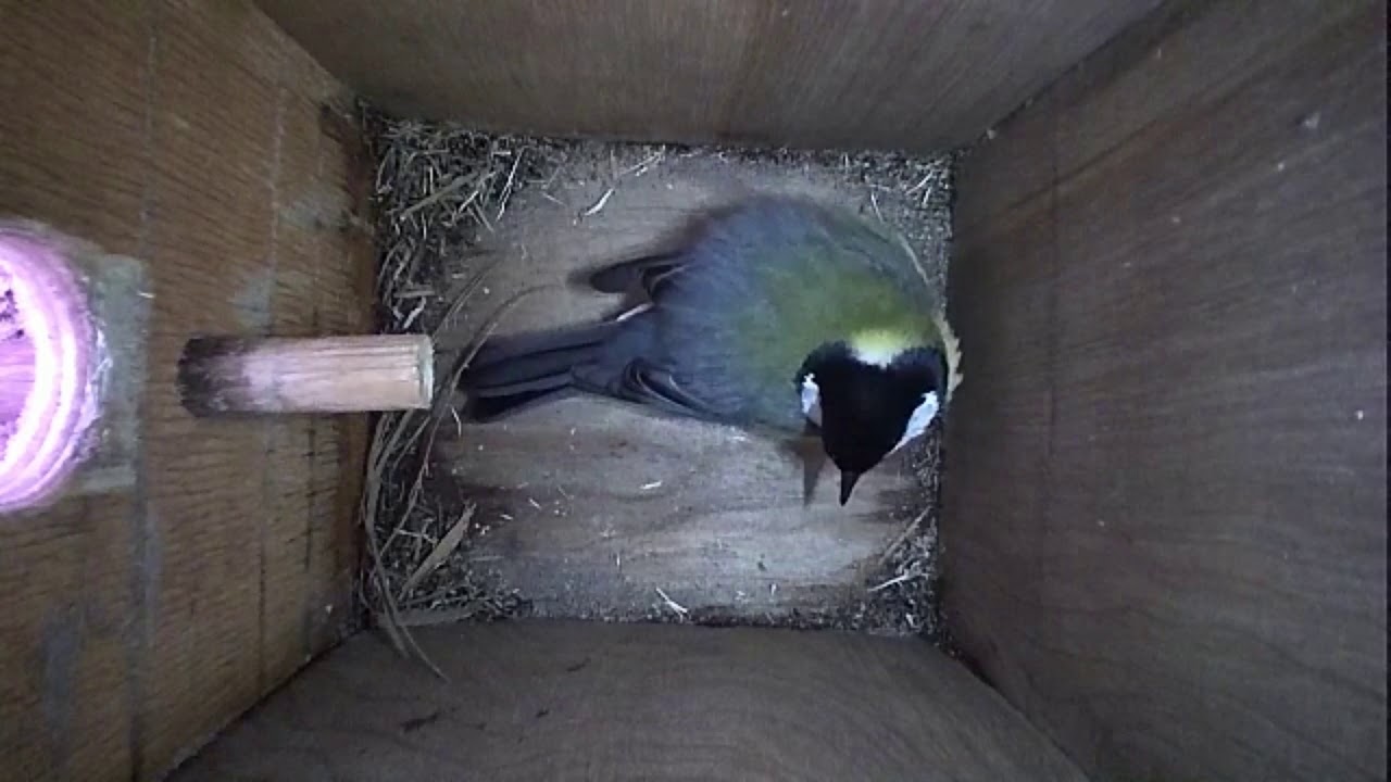 Read more about the article Nestbox-1 04.04.19 Highlights