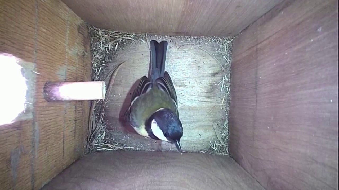 Read more about the article Nestbox-1 06.04.19 Higlights