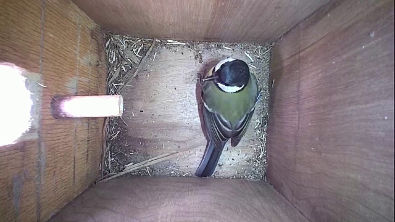 Read more about the article Nestbox-1 07-04-19 Highlights