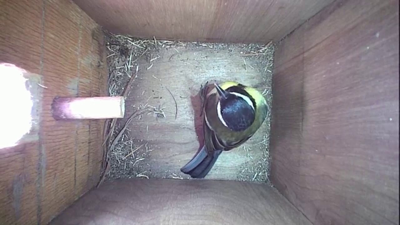 Read more about the article Nestbox-1 08-04-19 Highlights