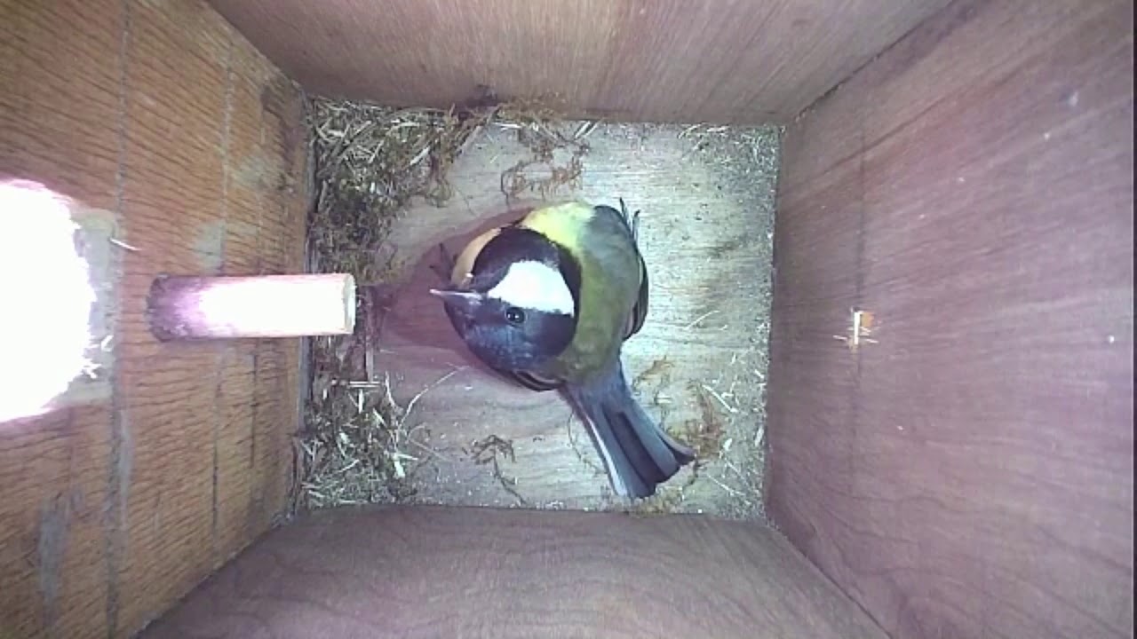 Read more about the article Nestbox-1 09-04-19 Highlights