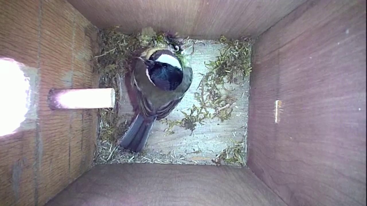 Read more about the article Nestbox-1 11-04-19 Highlights