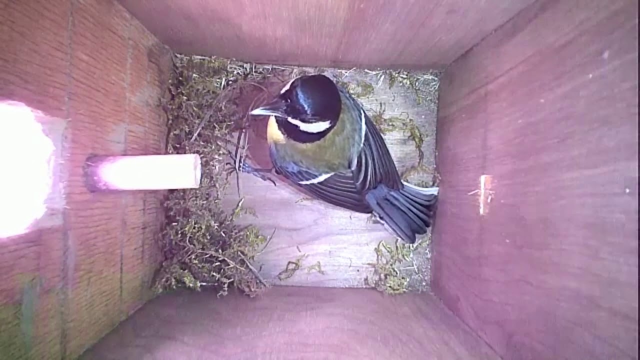 Read more about the article Nestbox-1 12-04-19 Highlights