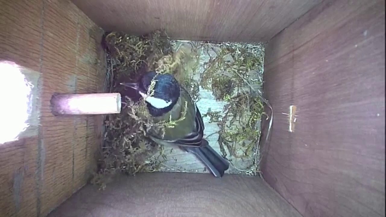 Read more about the article Nestbox-1 13-04-19 Highlights