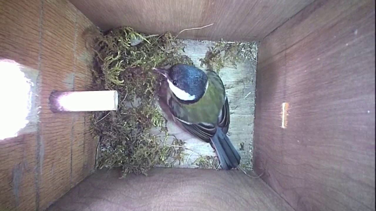 Read more about the article Nestbox-1 14.04.19 Highlights