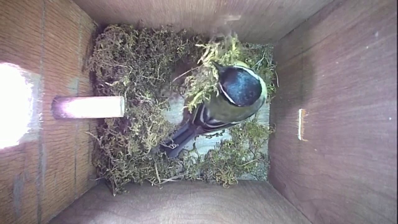 Read more about the article Nestbox-1 17.04.19 Highlights
