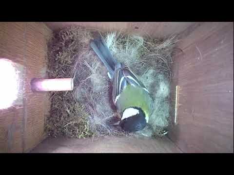 Read more about the article Nestbox-1 20-04-19 Highlights