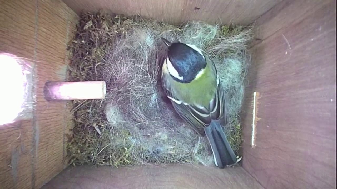 Read more about the article Nestbox-1 21-04-19 Highlights