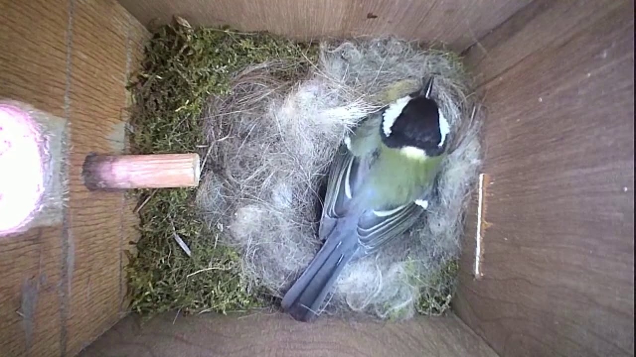 Read more about the article Nestbox-1 23-04-19 Highlights