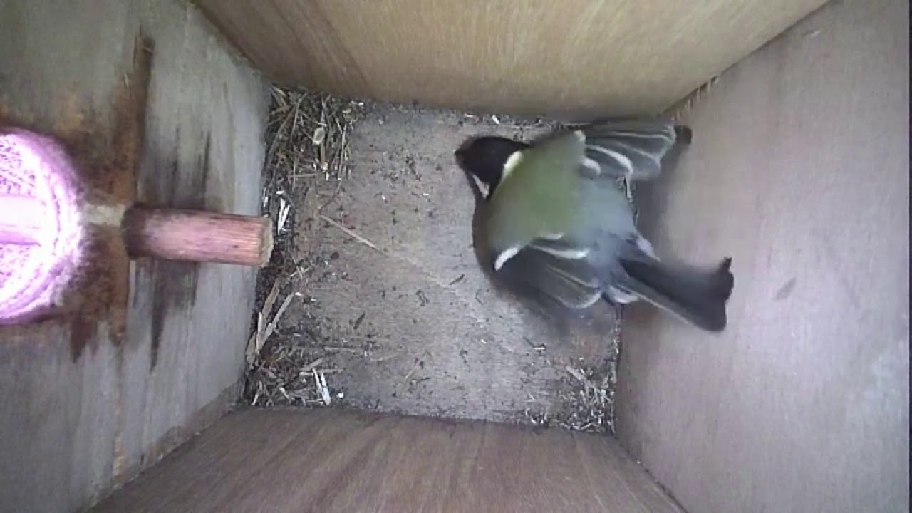Read more about the article Nestbox-2 02.04.19 Highlights