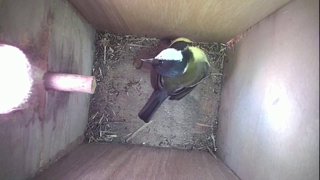 Read more about the article Nestbox-2 03.04.19 Highlights