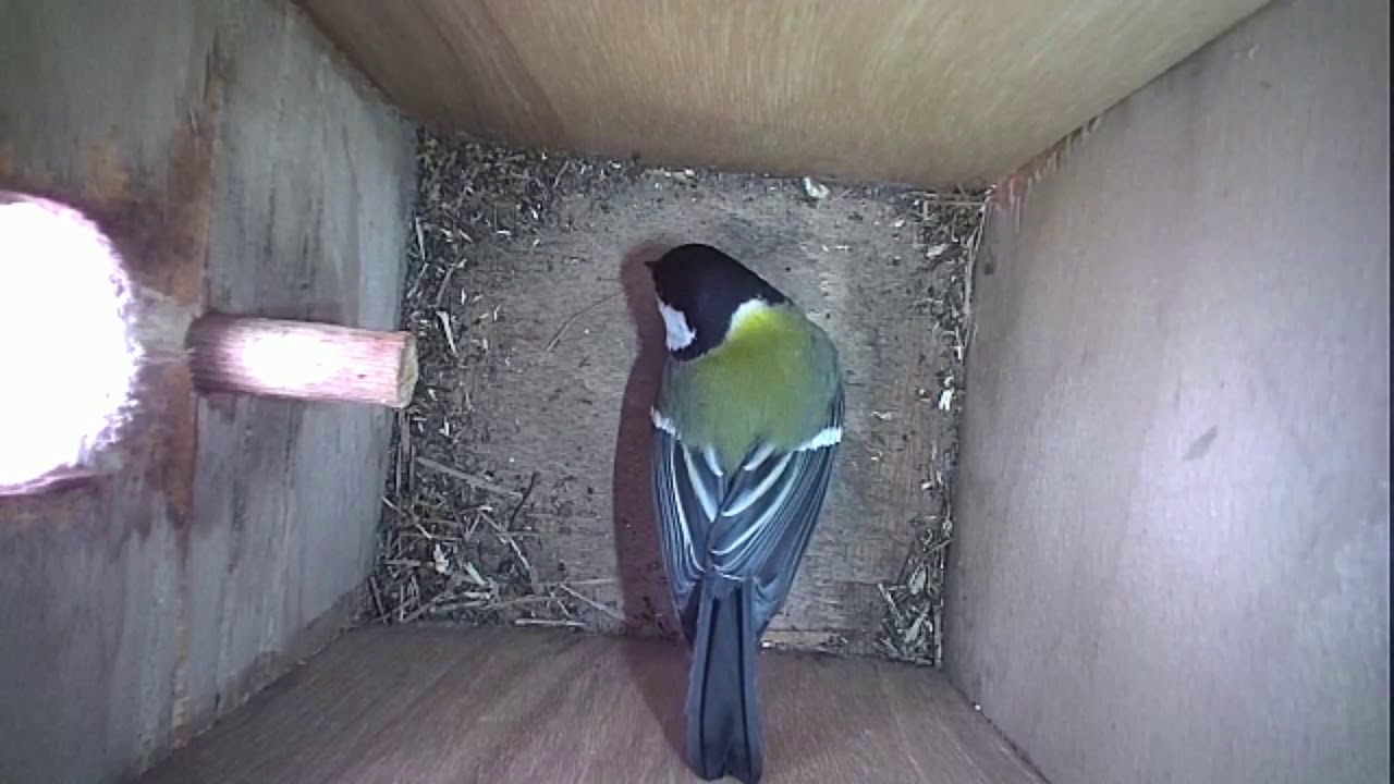 Read more about the article Nestbox-2 05.04.19 Highlights