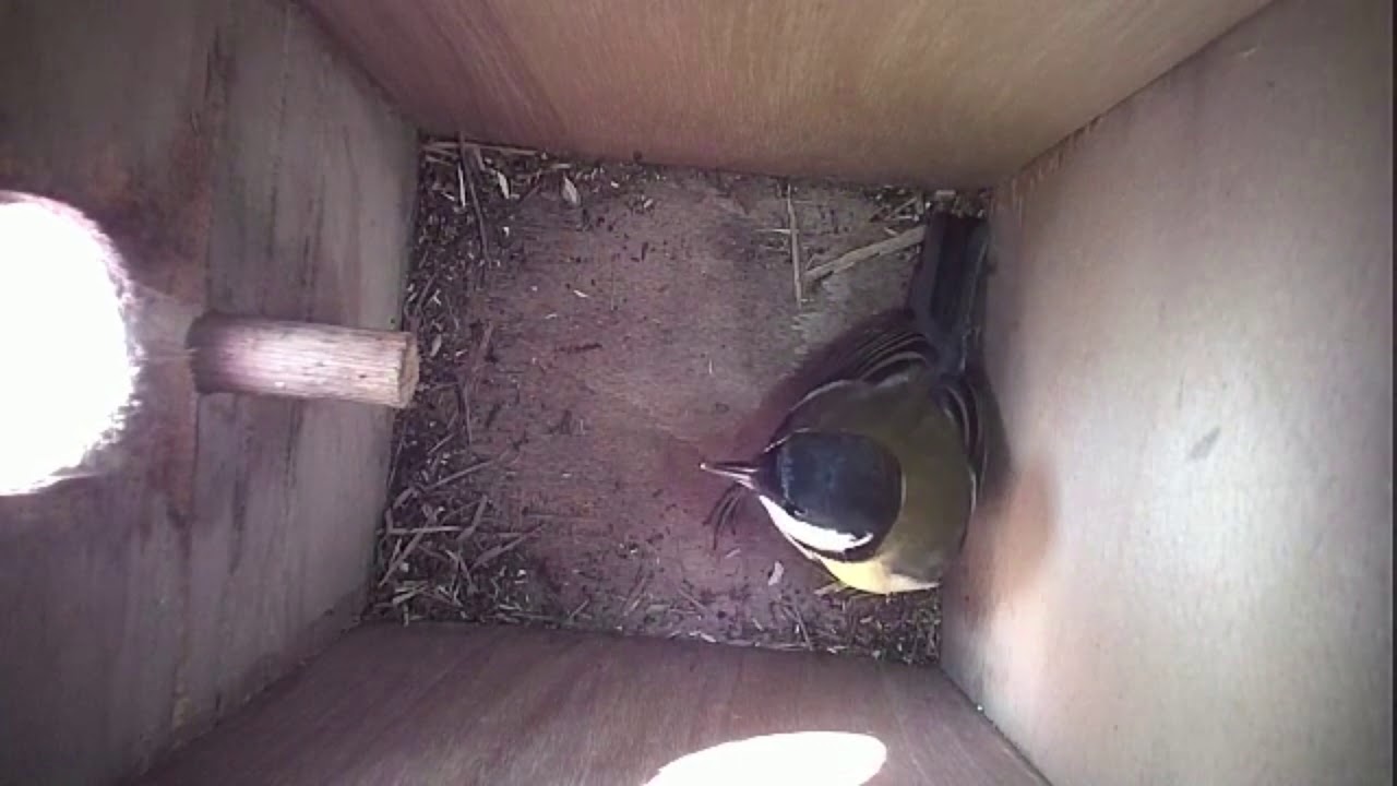 Read more about the article Nestbox-2 06.04.19 Highlights