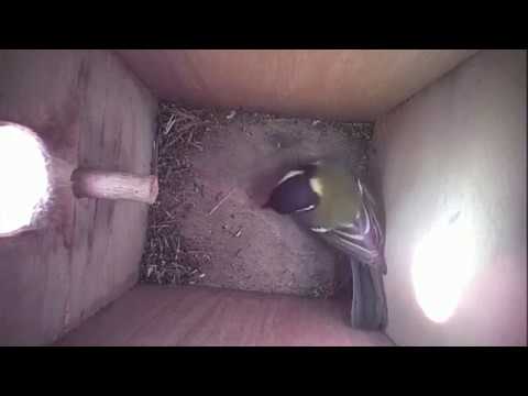 Read more about the article Nestbox-2 12-04-19 Highlights