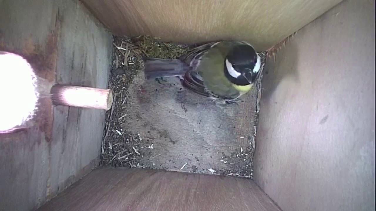 Read more about the article Nestbox-2 16.04.19 Highlights