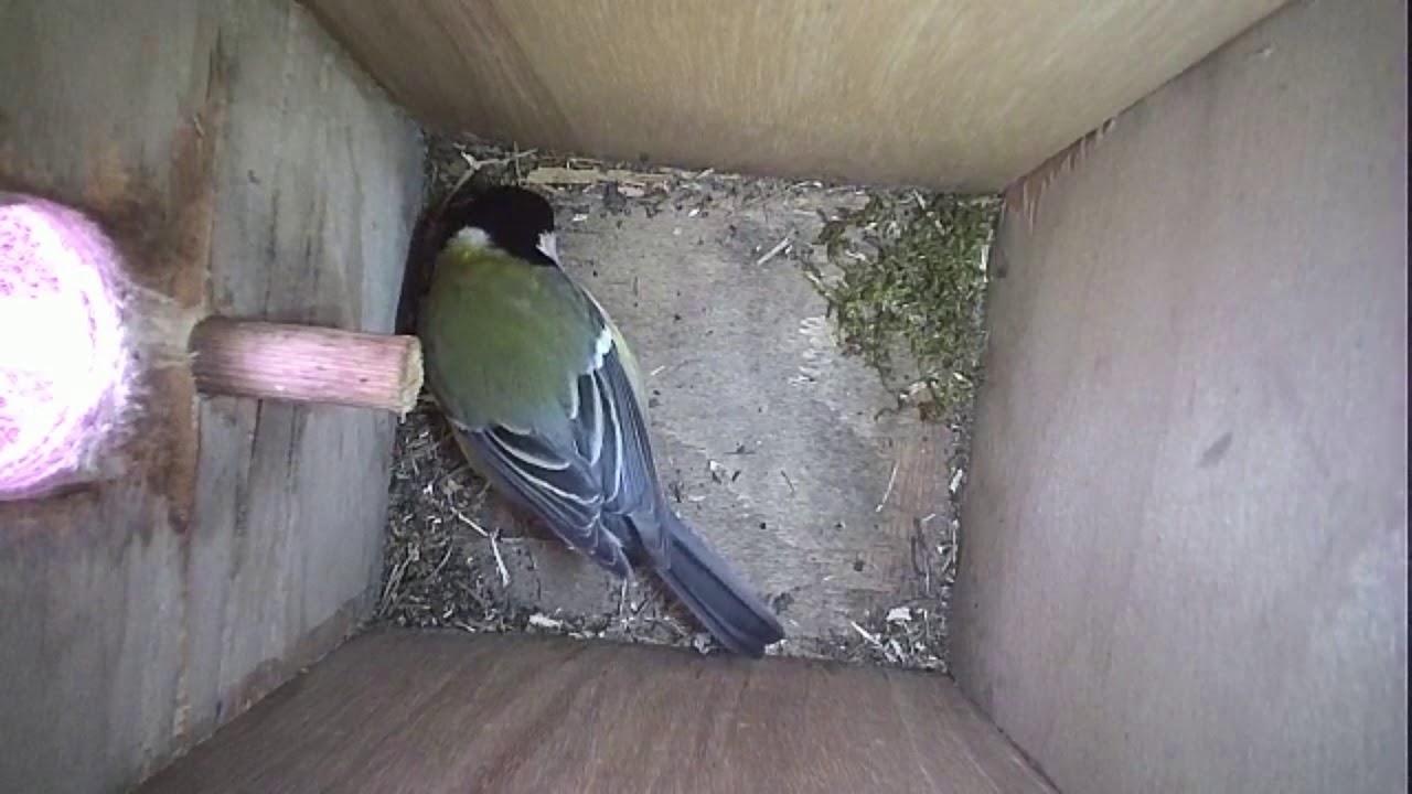 Read more about the article Nestbox-2 18-04-19 Highlights