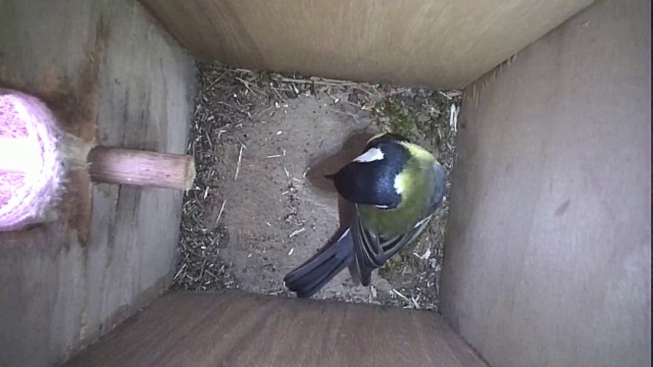 Read more about the article Nestbox-2 19-04-19 Highlights