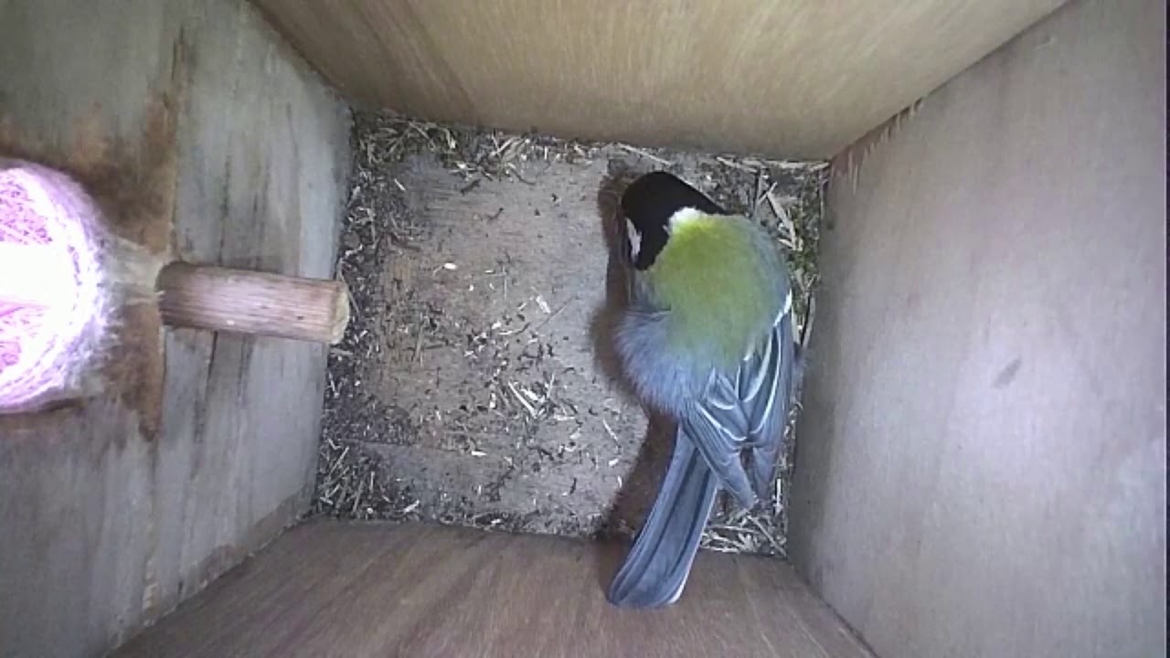 Read more about the article Nestbox-2 21-04-19 Highlights