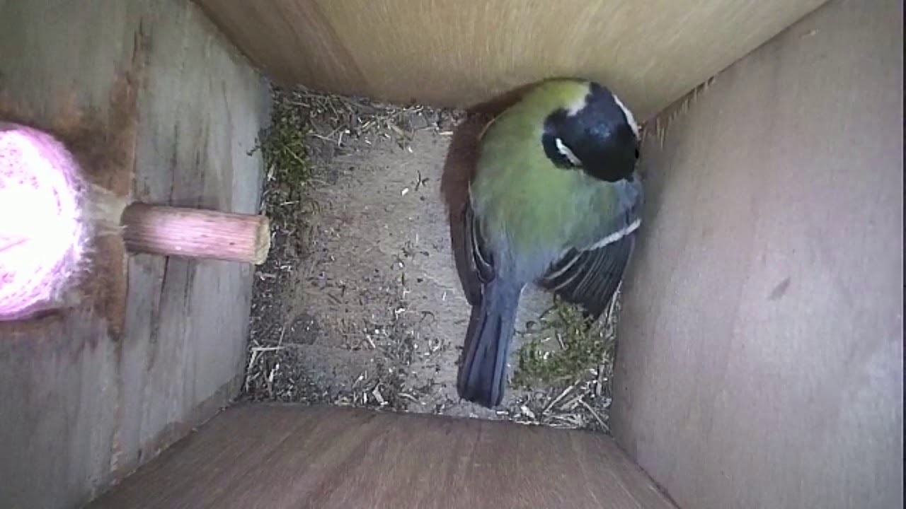 Read more about the article Nestbox-2 22-04-19 Highlights