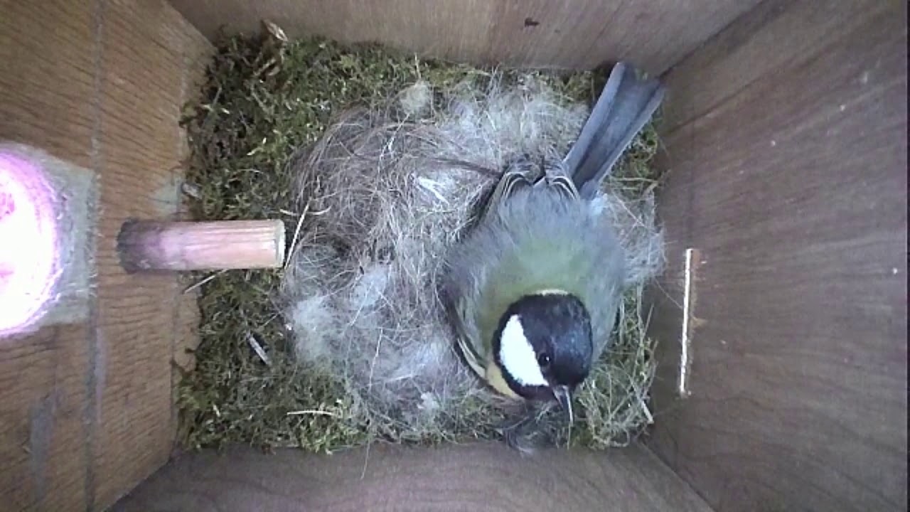 Read more about the article Nestbox-1 25-04-19 Highlights