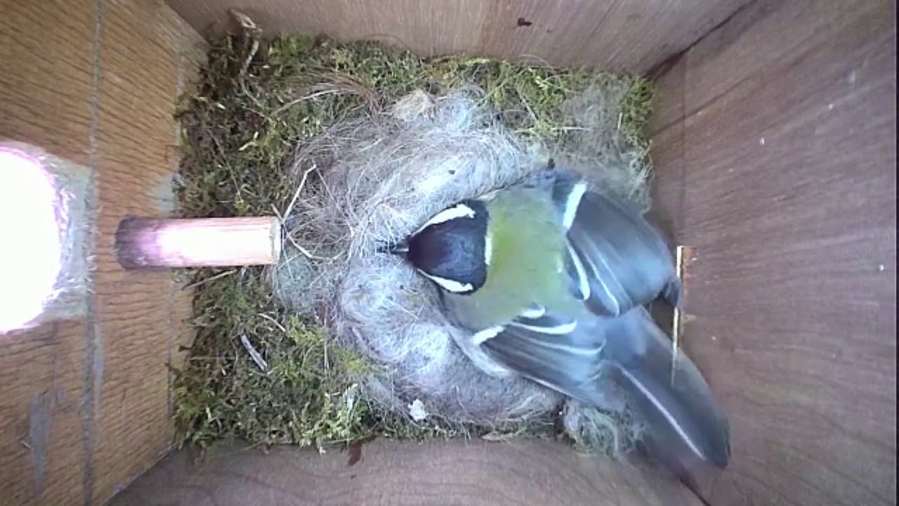 Read more about the article Nestbox-1 26-04-19 Highlights