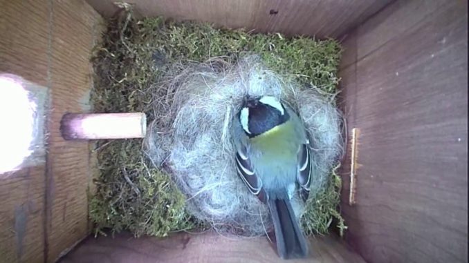 Nestbox-1 28-04-19 Highlights
