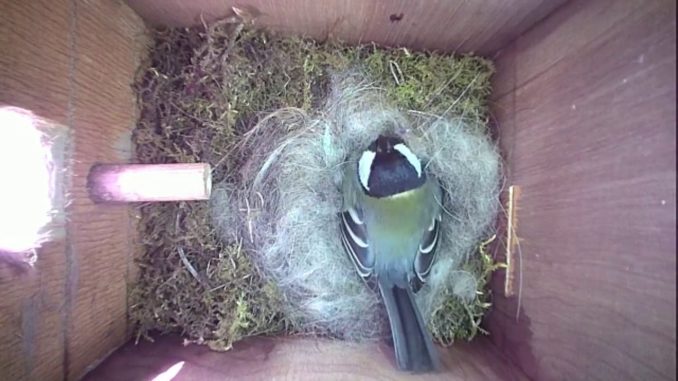Nestbox-1 29-04-19 Highlights
