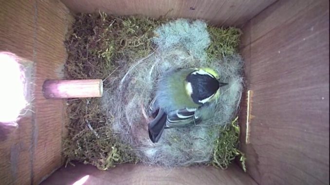 Nestbox-1 30-04-19 Highlights
