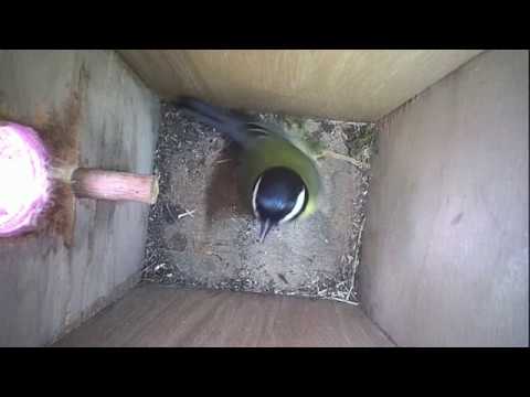 Read more about the article Nestbox-2 25-04-19 Highlights