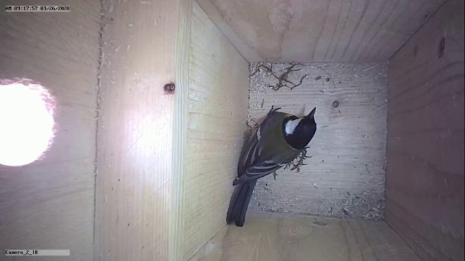 Nest building begins