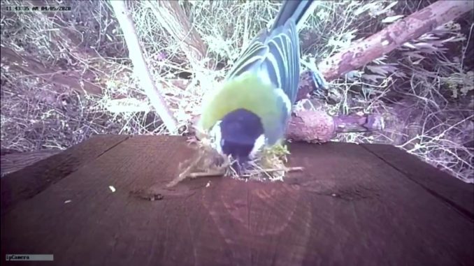 Nestbox 1 Nest Building