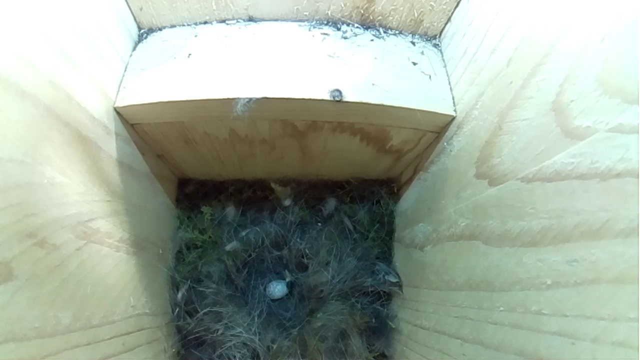 Read more about the article First Egg in Nestbox 1