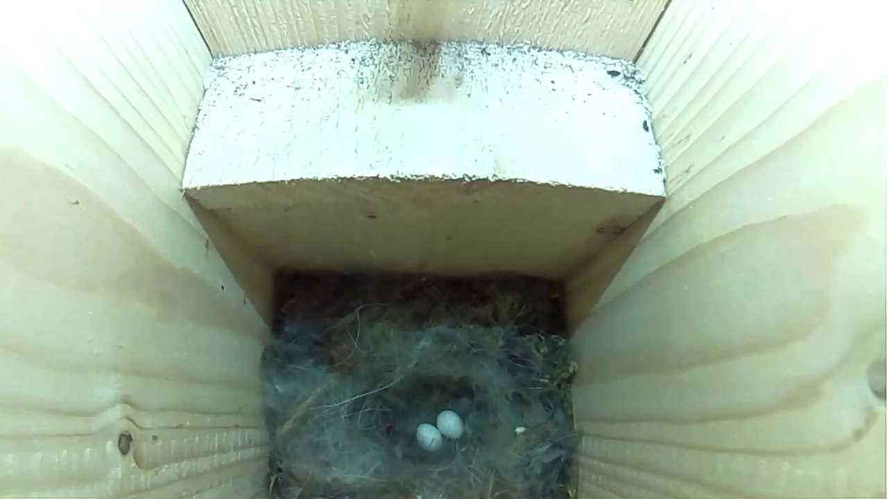 Read more about the article Eggs in Nestbox 2