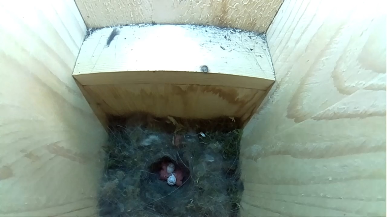 Read more about the article Eggs Hatch In Nestbox 1