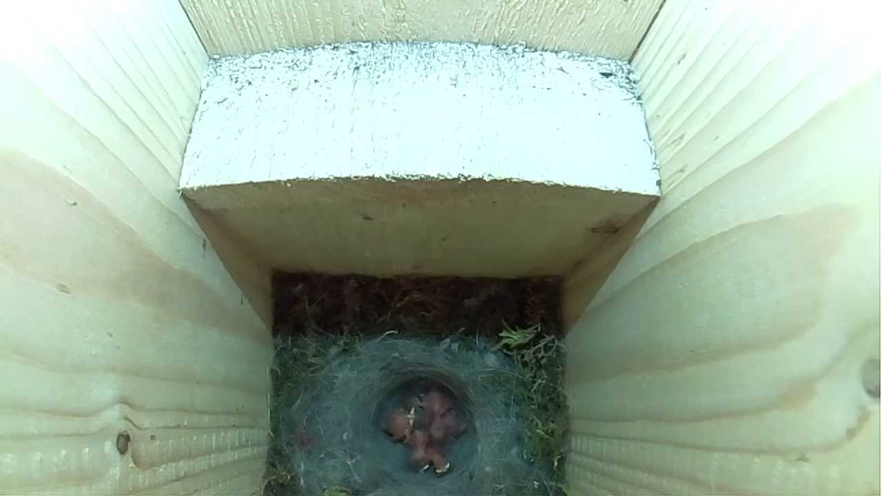 Read more about the article Chicks Hatch in Nestbox 2