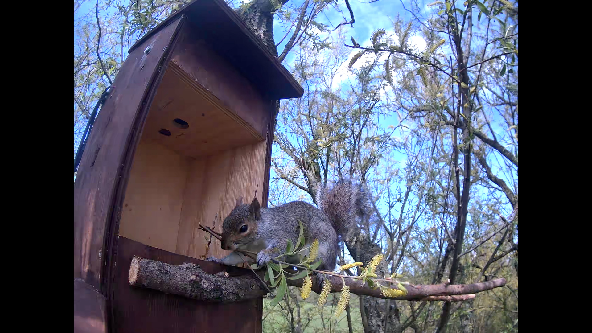 Read more about the article Squirrels Move Into Nestbox 2